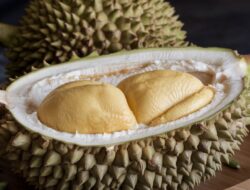 Mengenal Kelezatan Durian Musang King Durian Populer  di Asia Tenggara