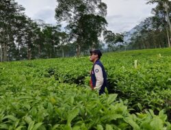 Belajar menikmati menghirup suasana di Setiap Teh Tambi