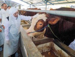 Jelang Idul Adha Stok Hewan Kurban di Jatim Surplus, Gubernur Khofifah Pastikan Aman, Sehat dan Bebas PMK