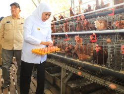 Apresiasi Kampung Pangan Terpadu Kodim 0812 di Lamongan, Gubernur Khofifah Siap Replikasi Integrated Farming Untuk Wujudkan Kedaulatan Pangan