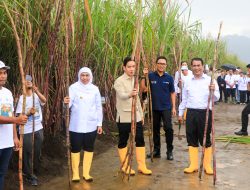 Gubernur Khofifah Dampingi Wapres Gibran Tanam dan Panen Tebu di Banyuwangi: Jatim Kontribusi 51,87 Persen Gula Nasional.  Siap Wujudkan  Swasembada Gula Nasional