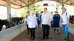 Sebanyak 1.080 Ekor Sapi Perah dari Australia Didatangkan di Jatim, Gubernur Khofifah Optimistis Tingkatkan Produksi Susu dan Dorong Pemerataan Ekonomi