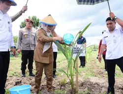 Dukung Ketahanan Pangan, Pemkab Gorontalo-Kementerian Imipas Serentak Tanam Bibit Kelapa