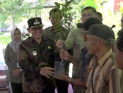 Program ICARE Dukung Kebangkitan Jeruk Sambas, 15 Ribu Bibit Disalurkan
