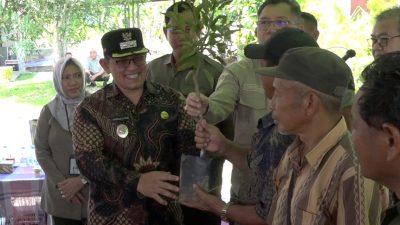 Program ICARE Dukung Kebangkitan Jeruk Sambas, 15 Ribu Bibit Disalurkan