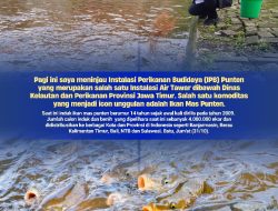 Tingkatkan Produksi Perikanan Air Tawar, Gubernur Khofifah Kunjungi Instalasi Budidaya Ikan Mas Punten Diskanla Jatim