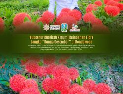 Pesona Bunga Desember Memikat Hati Gubernur Khofifah, Bukti Kekayaan Alam Bondowoso