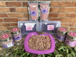 ITS Dorong Kemandirian Pangan Gresik melalui Hilirisasi Tepung dan Mie Ubi Jalar Ungu di Desa Bulang Kulon