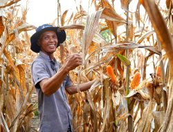 Pemerintah Tegaskan Indonesia Tidak Impor Jagung dan Capai Swasembada 2026