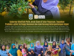Gubernur Khofifah Petik Jeruk Siam di Tutur Pasuruan, Tegaskan Jatim Produksi Jeruk Tertinggi Nasional dan Ajak Kurangi Ketergantungan Impor