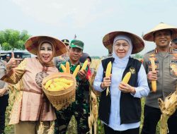 Gubernur Khofifah Bersama Kapolda Jatim Panen Raya Jagung Serentak di Sidoarjo, Proyeksikan Produksi 5,4 Juta Ton di 2026