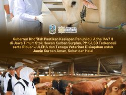 Gubernur Khofifah Pastikan Kesiapan Hewan Kurban Idul Adha 1447 H, Stok Ternak Surplus dan Sehat