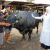 Setelah Nganjuk, Gubernur Khofifah Tinjau Berkah Wafa Farm, Pilih Sapi Belgian Blue Unggul untuk Kurban