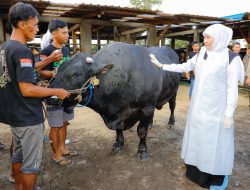 Setelah Nganjuk, Gubernur Khofifah Tinjau Berkah Wafa Farm, Pilih Sapi Belgian Blue Unggul untuk Kurban