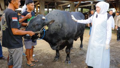 Setelah Nganjuk, Gubernur Khofifah Tinjau Berkah Wafa Farm, Pilih Sapi Belgian Blue Unggul untuk Kurban