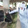 Gubernur Khofifah Tinjau Koperasi Ternak di Lamongan Jelang Idul Adha: Pastikan Stok Hewan Kurban Jawa Timur Cukup, Aman, Sehat dan Siap Distribusi ke Berbagai Daerah
