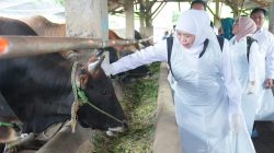 Gubernur Khofifah Tinjau Koperasi Ternak di Lamongan Jelang Idul Adha: Pastikan Stok Hewan Kurban Jawa Timur Cukup, Aman, Sehat dan Siap Distribusi ke Berbagai Daerah