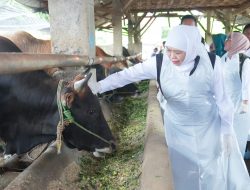 Gubernur Khofifah Tinjau Koperasi Ternak di Lamongan Jelang Idul Adha: Pastikan Stok Hewan Kurban Jawa Timur Cukup, Aman, Sehat dan Siap Distribusi ke Berbagai Daerah