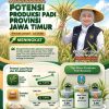 Potensi Produksi Padi Jatim Januari–Juli 2026 Tertinggi Se-Indonesia, Gubernur Khofifah Apresiasi Ketangguhan Petani