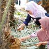 Gubernur Khofifah Panen Salak Madu di Desa Wonoagung, Dorong Hortikultura Perkuat Ekonomi Jawa Timur