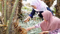 Gubernur Khofifah Panen Salak Madu di Desa Wonoagung, Dorong Hortikultura Perkuat Ekonomi Jawa Timur