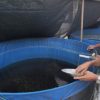 Budidaya Lele Pokmas Tsadewa Desa Wage, dari Kolam Lele Menjadi Produk Unggulan dan Eduwisata