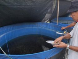 Budidaya Lele Pokmas Tsadewa Desa Wage, dari Kolam Lele Menjadi Produk Unggulan dan Eduwisata