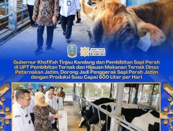Gubernur Khofifah Tinjau Kandang dan Pembibitan Sapi Perah di UPT Pembibitan Ternak dan Hijauan Makanan Ternak Dinas Peternakan Jatim, Dorong Jadi Penggerak Sapi Perah Jatim