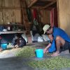 Roda Ekonomi Manggarai Berputar Lagi Pascagempa Flores