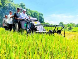 Produksi Padi Indonesia Capai 43,89 Juta Ton hingga Agustus 2026
