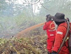 Menhut Perkuat Pemantauan Karhutla dan Perlindungan Habitat Gajah di Sumsel